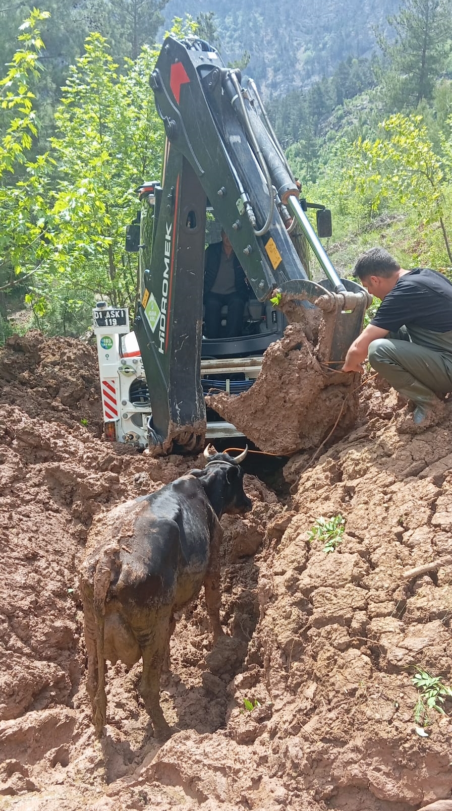 Adana'da çamura saplanan ineği belediye ekipleri kurtardı